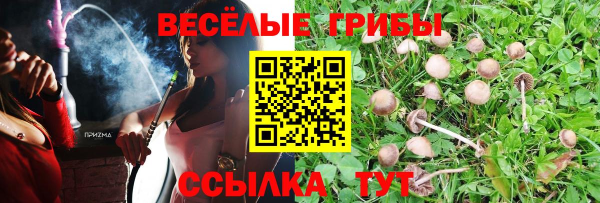 Галлюциногенные грибы Psilocybe  закладка  Баксан  Вход с VPN 